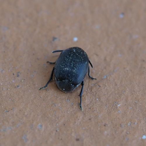 Réf. 226 087 : Spermophagus sp.
